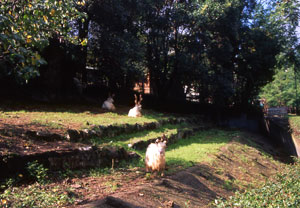 foto di capre girgentane